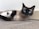 A Siamese cat with striking blue eyes is lying on a surface. Next to it, a small kitten is nestled comfortably, partially hidden by the cat's legs. Both cats have a smooth coat with darker fur on their ears, face, and paws.