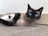 A Siamese cat with striking blue eyes is lying on a surface. Next to it, a small kitten is nestled comfortably, partially hidden by the cat's legs. Both cats have a smooth coat with darker fur on their ears, face, and paws.