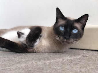 A Siamese cat with striking blue eyes is lying on a surface. Next to it, a small kitten is nestled comfortably, partially hidden by the cat's legs. Both cats have a smooth coat with darker fur on their ears, face, and paws.
