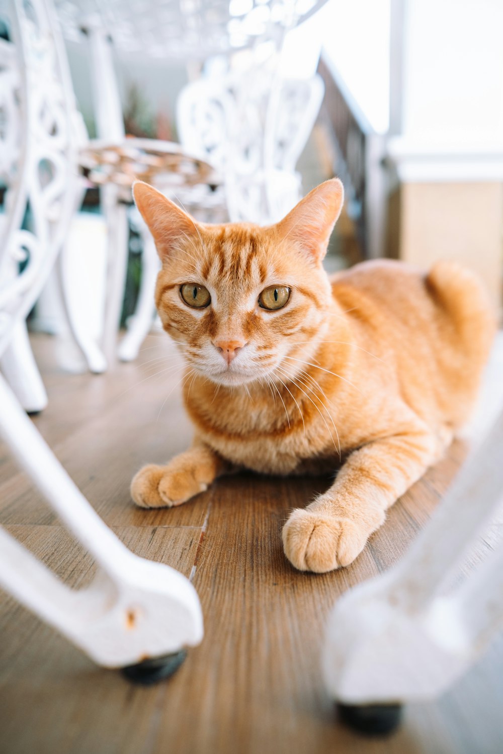 an orange cat laying on a wooden floor