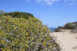 Community members planting native vegetation along a dune.