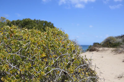 Close-up of lush green Mediterranean plants beside a sandy beach