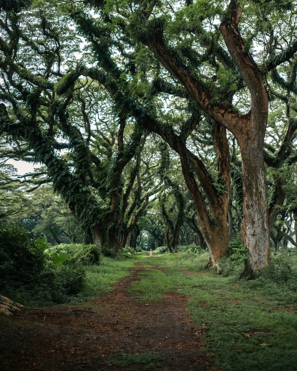 a dirt road surrounded by trees and grass