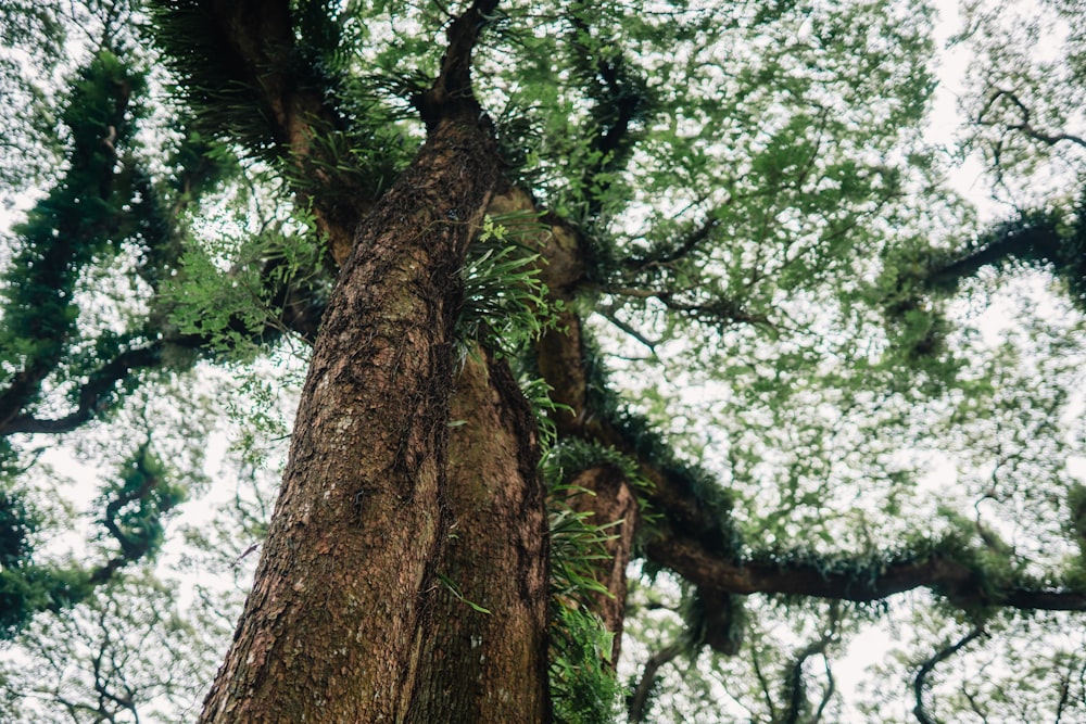 a tall tree with lots of green leaves