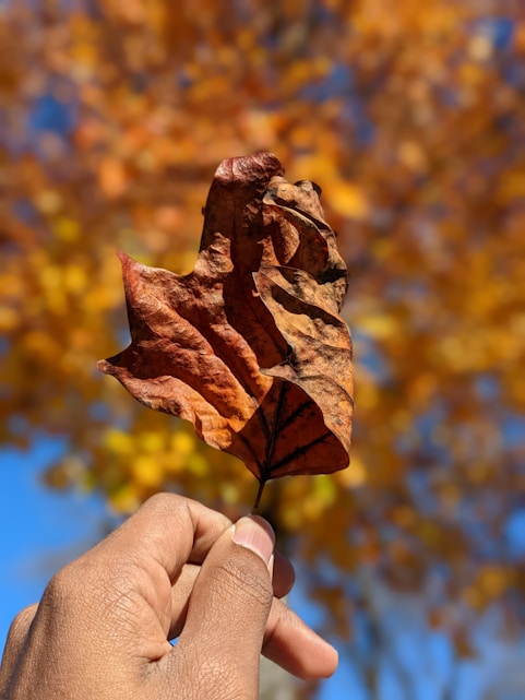 a person holding a leaf in front of a tree