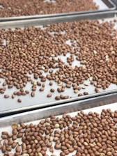 Several baking trays are filled with a large quantity of raw peanuts. The peanuts are evenly spread across the trays, suggesting they are prepared for roasting or drying. The image is captured at an angle, showing multiple rows of trays stacked in parallel.