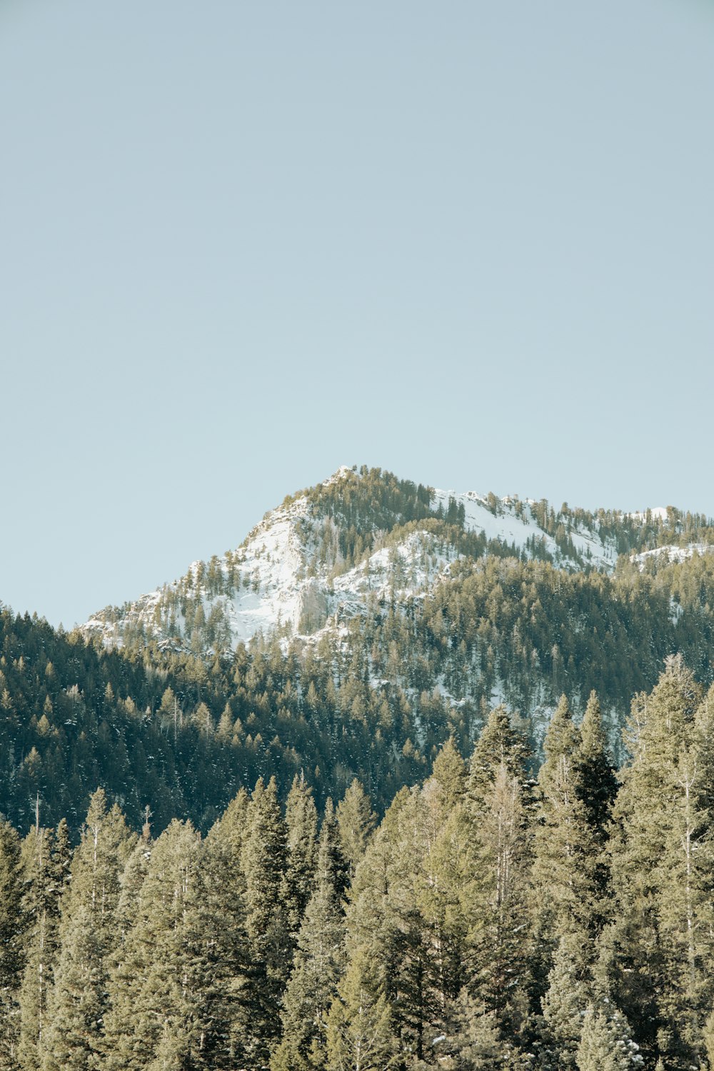 a view of a mountain with trees in the foreground