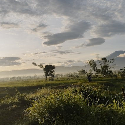 A serene landscape showing gentle rain nourishing lush green fields under a soft morning light.