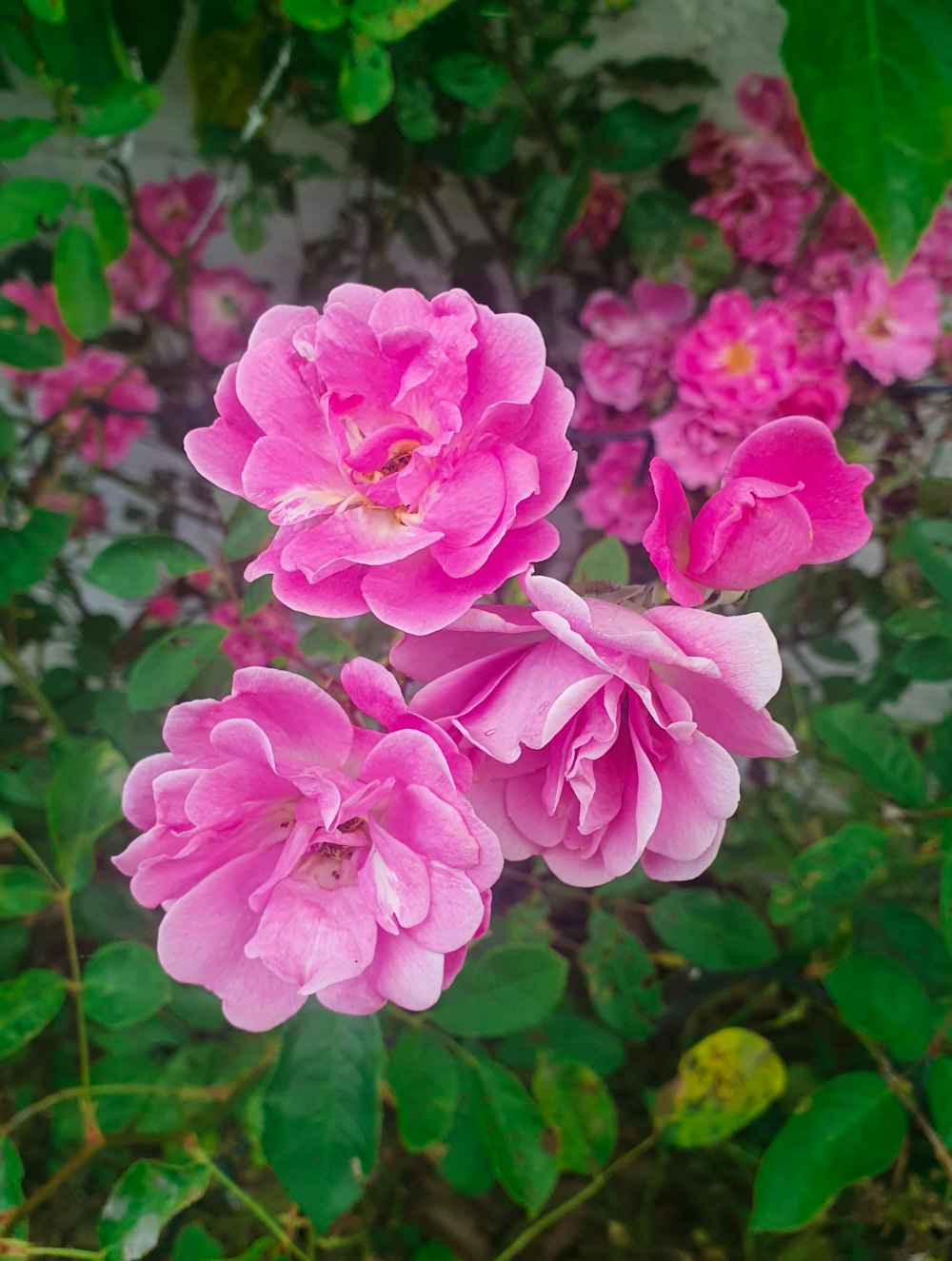 a bunch of pink flowers with green leaves