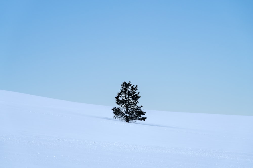 a lone tree in the middle of a snowy field