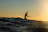 Surfer catching a wave at sunset on the coast of Gran Canaria.