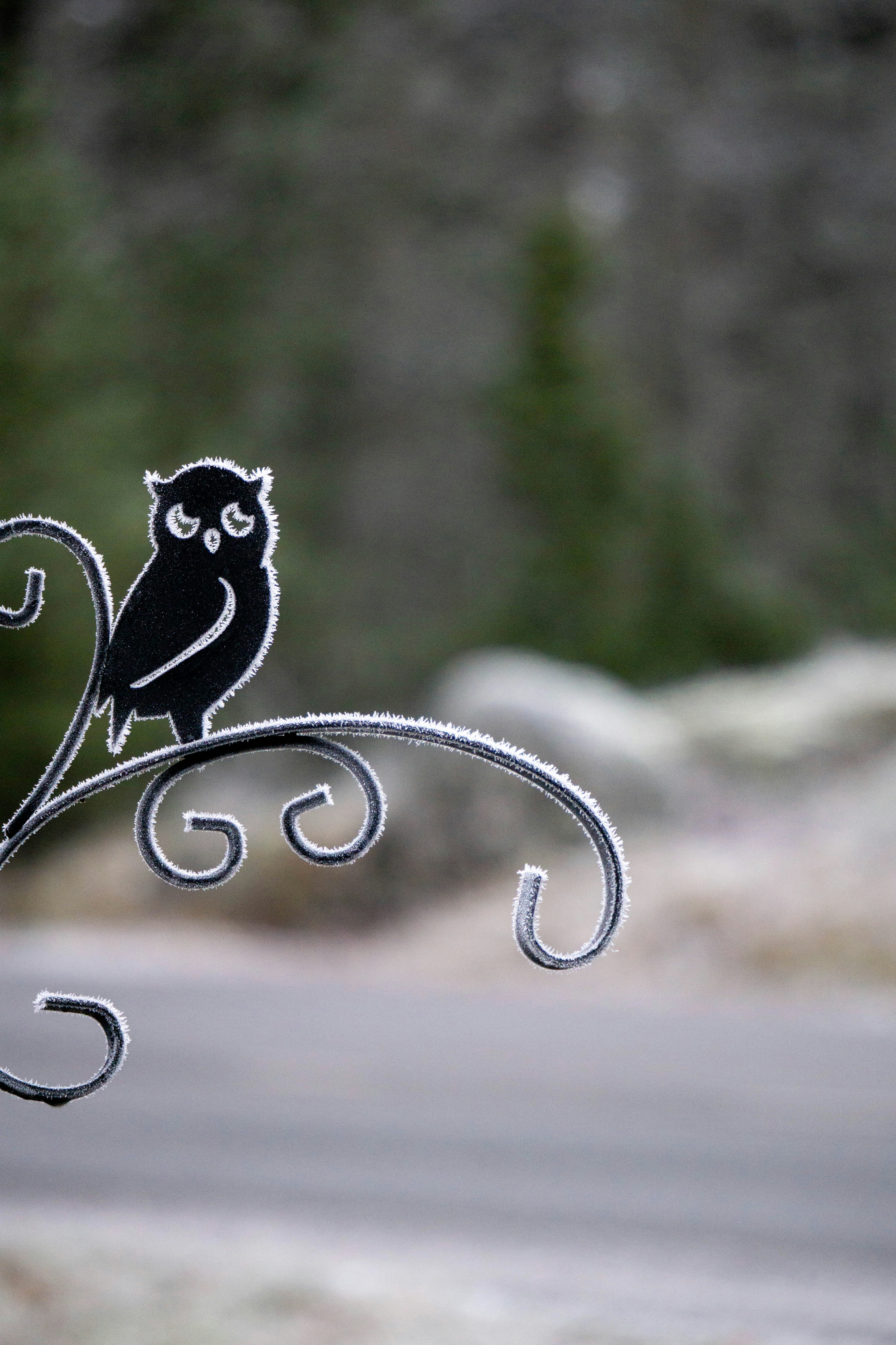 a black and white picture of an owl on a branch