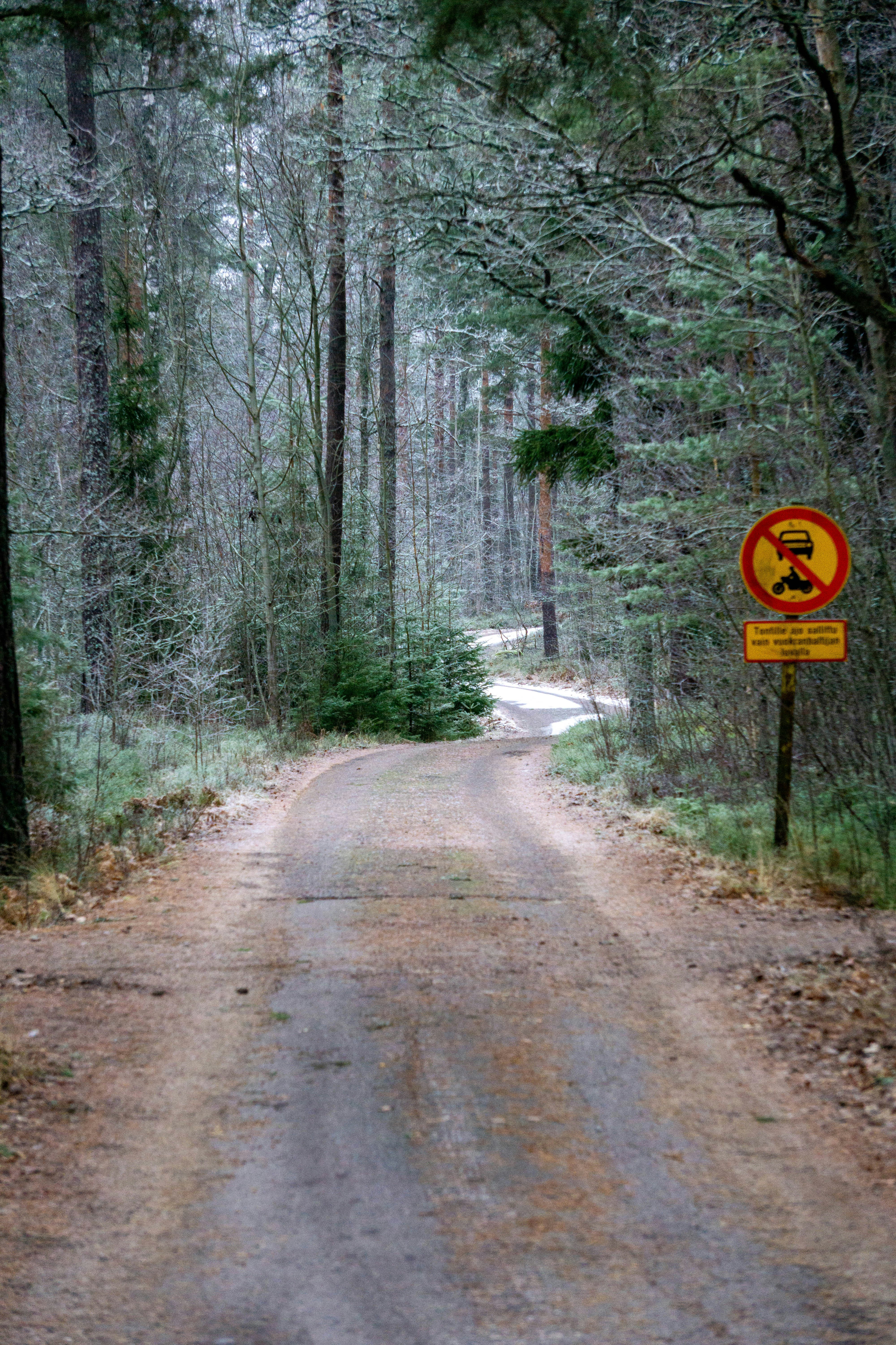 a dirt road in the middle of a forest