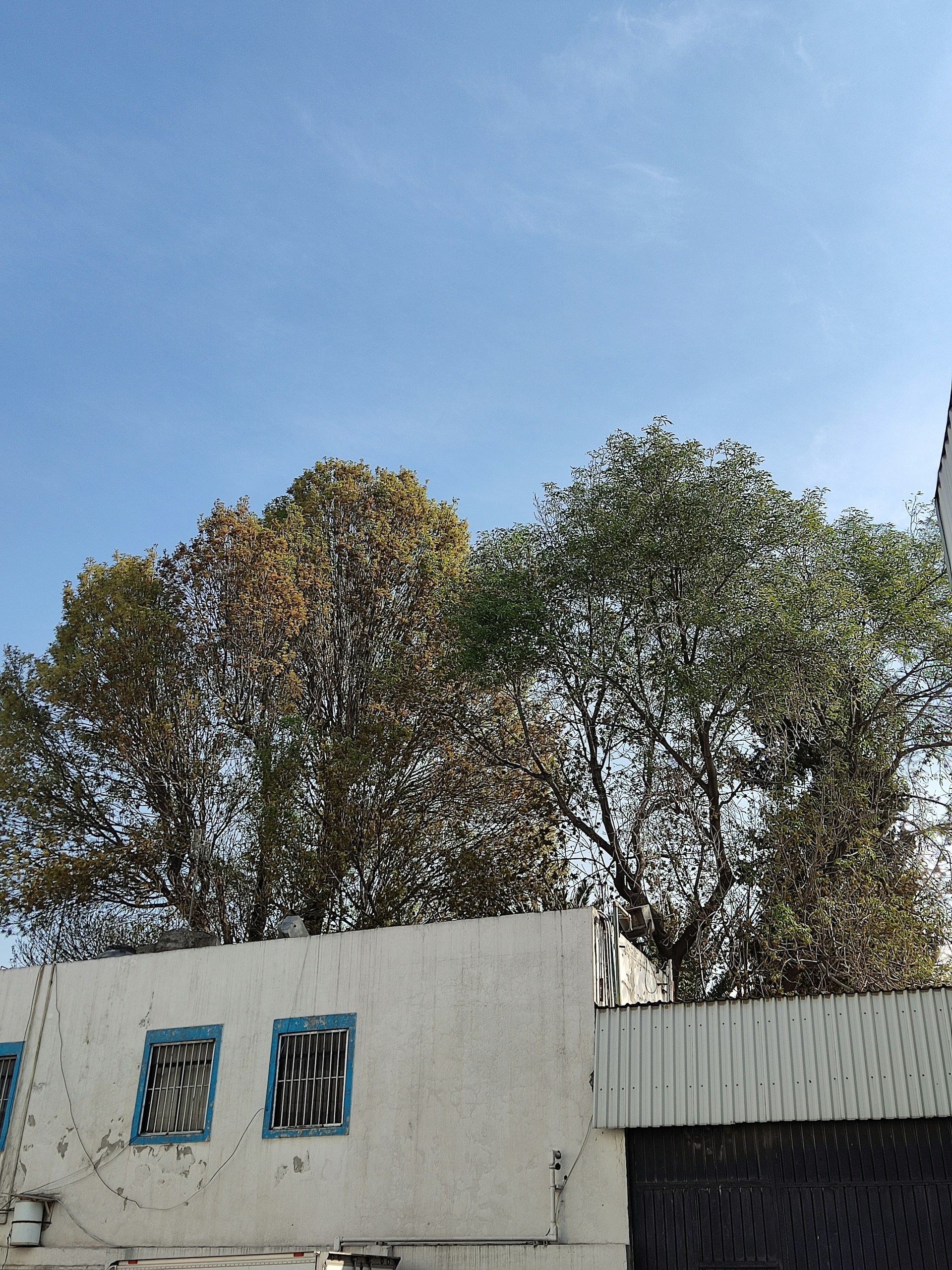 woman wearing yellow long-sleeved dress under white clouds and blue sky during daytime