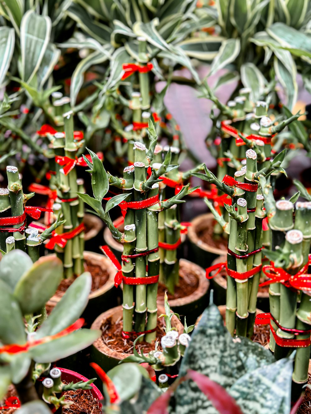 a group of green plants with red ribbons on them