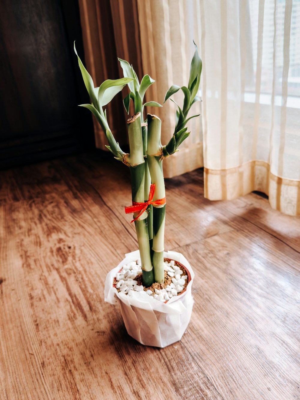 une plante de bambou dans un pot sur un plancher en bois