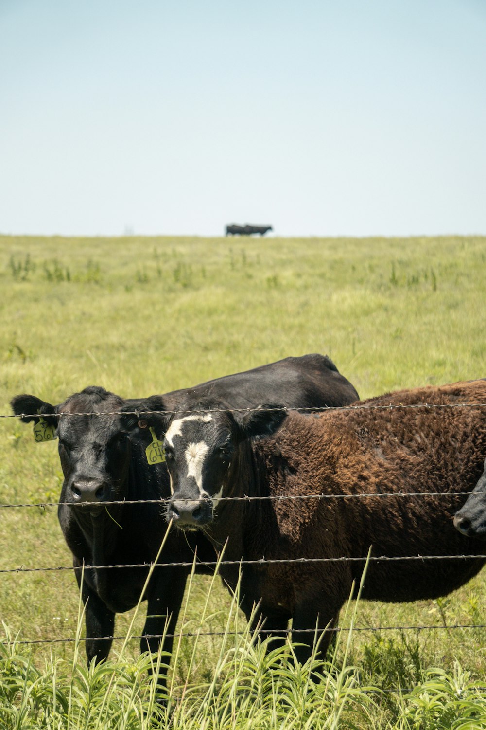 a couple of cows that are standing in the grass