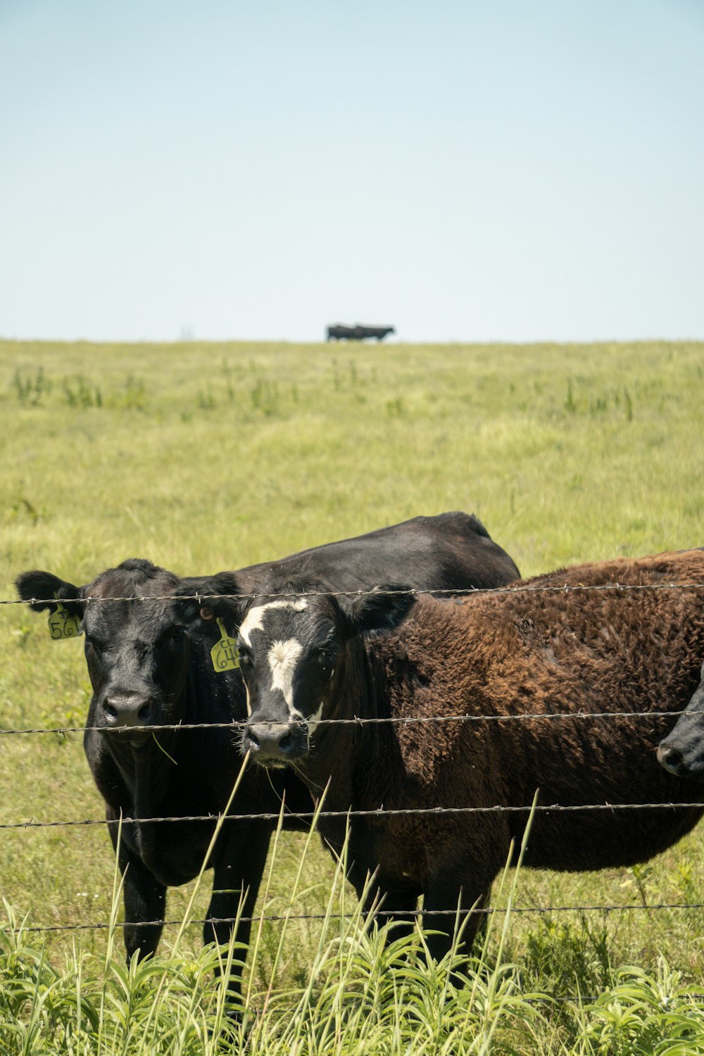 草の中に立っている牛のカップル