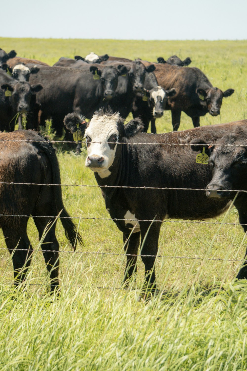 a herd of cattle standing on top of a lush green field