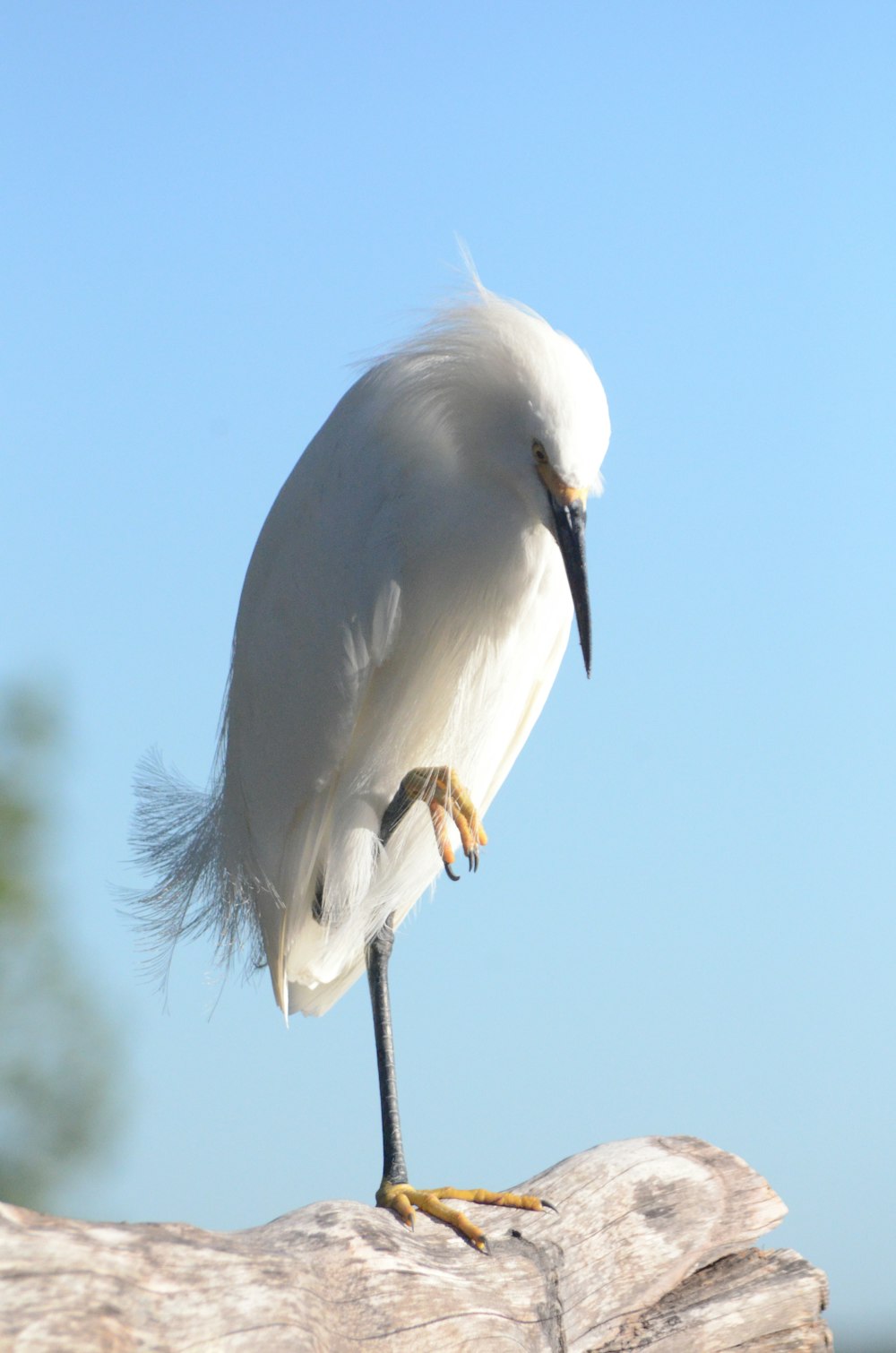 a white bird standing on top of a wooden log