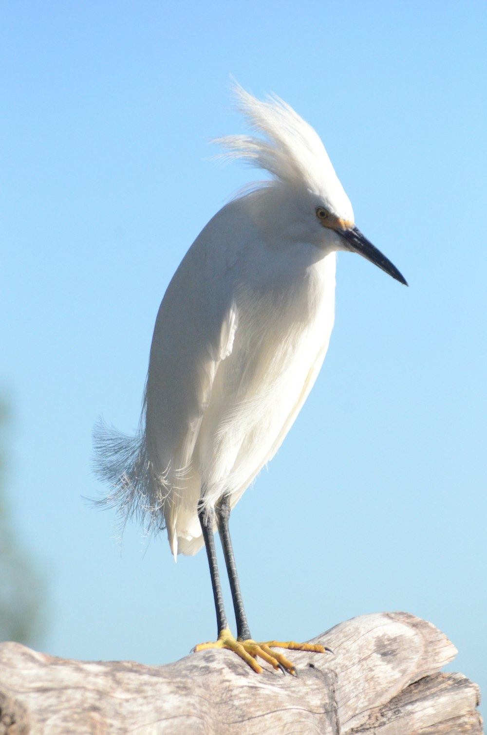 a white bird standing on a tree branch