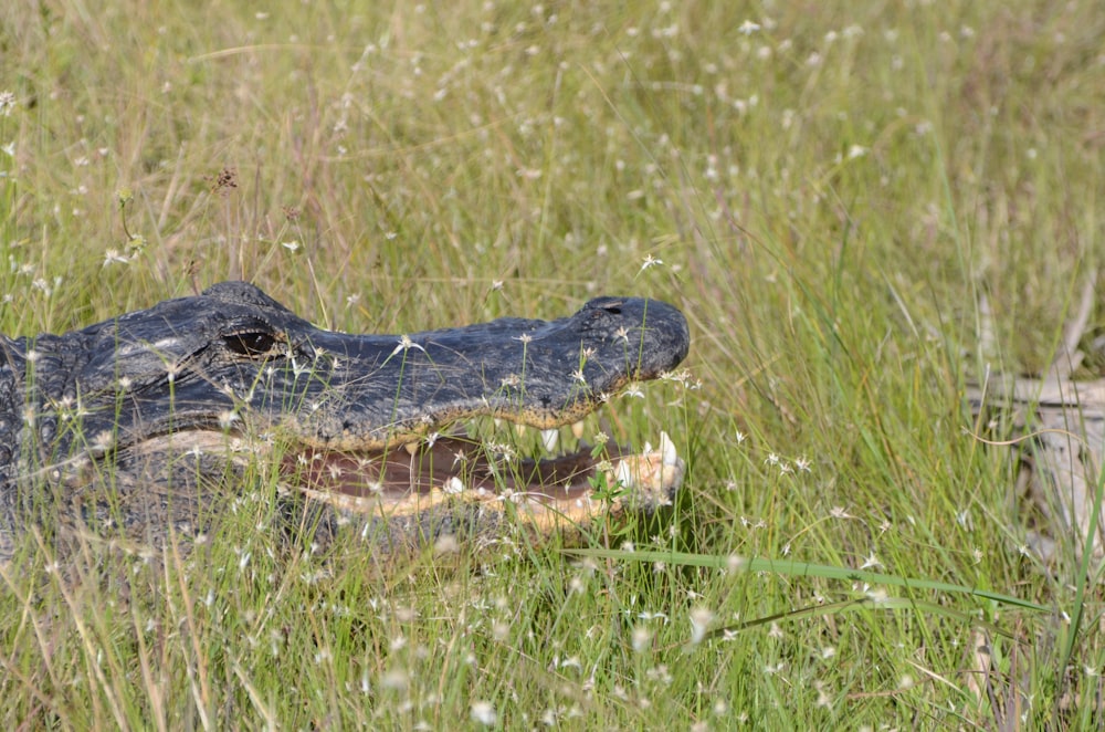 a large alligator is sitting in the tall grass