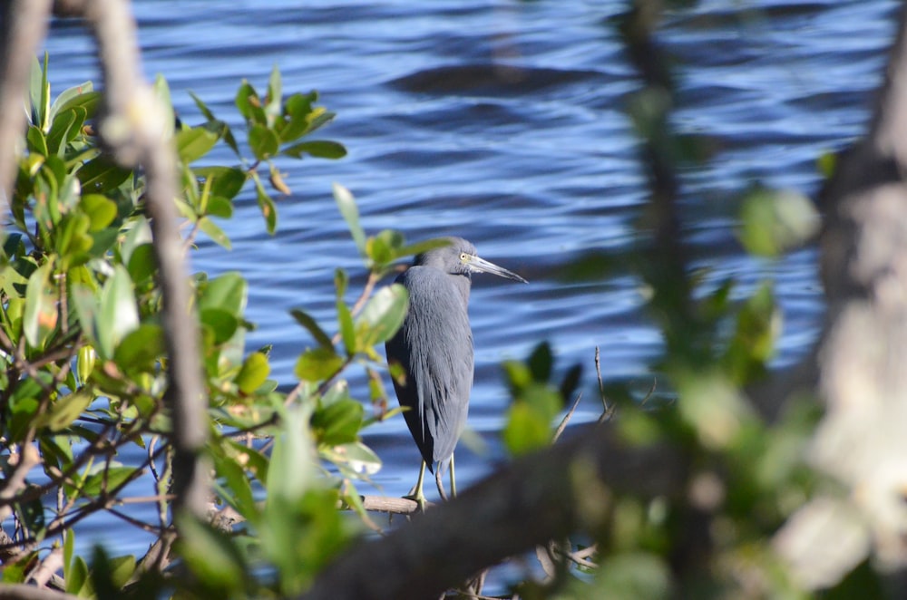a bird is standing on a branch by the water