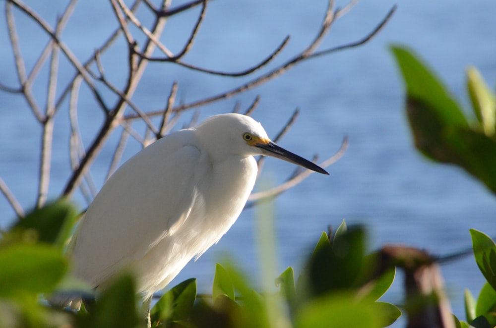a white bird sitting on top of a tree