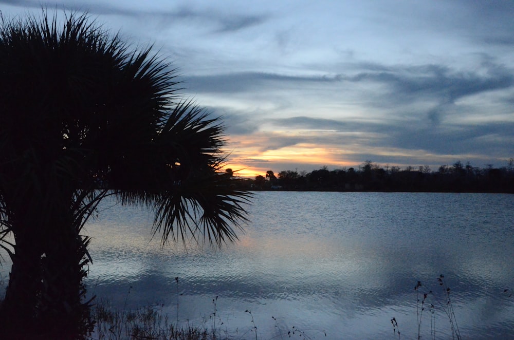 a palm tree next to a body of water