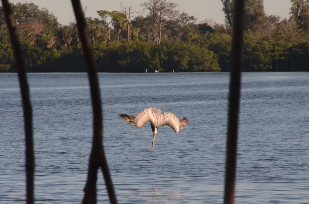 a bird flying over a body of water