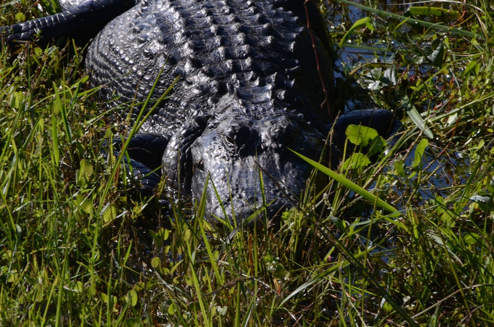 a close up of an alligator in the grass