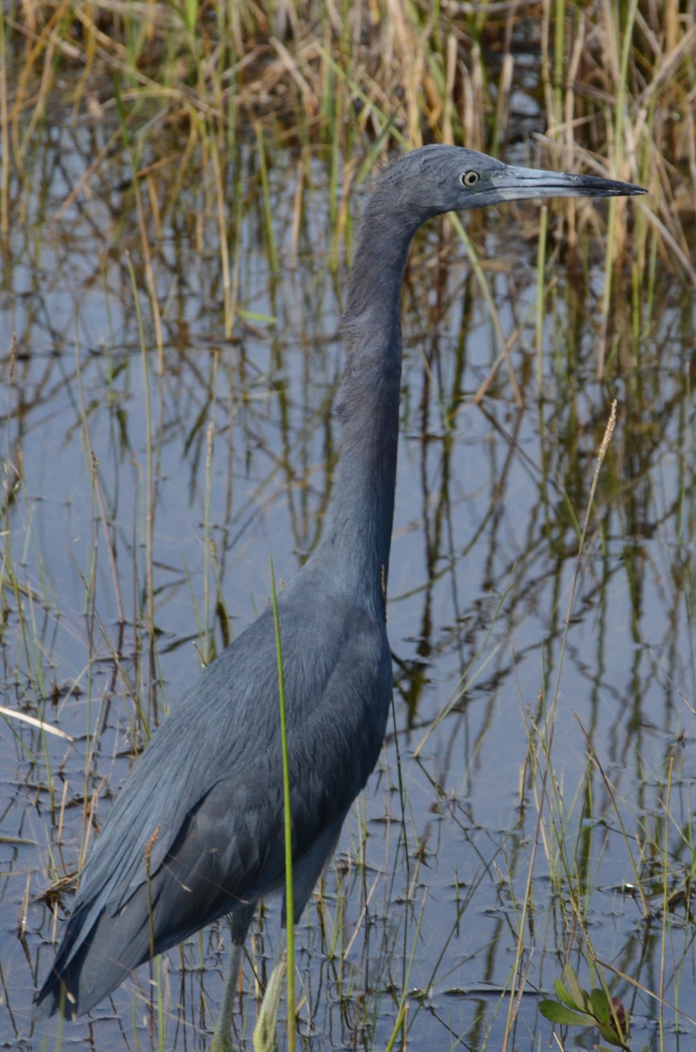 a bird standing in the water next to tall grass