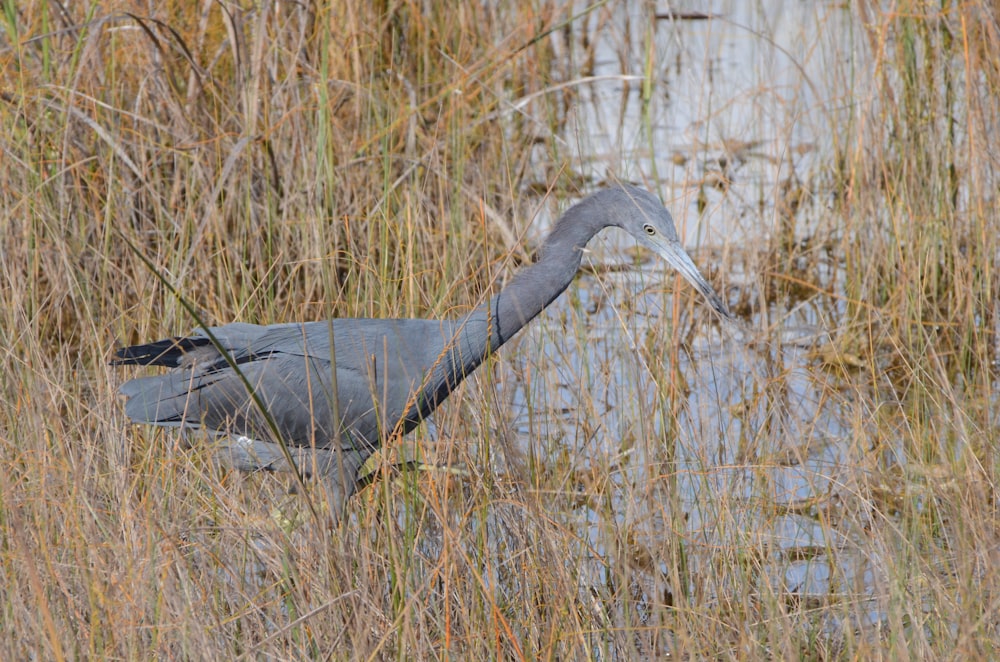 a large bird standing in tall grass next to a body of water