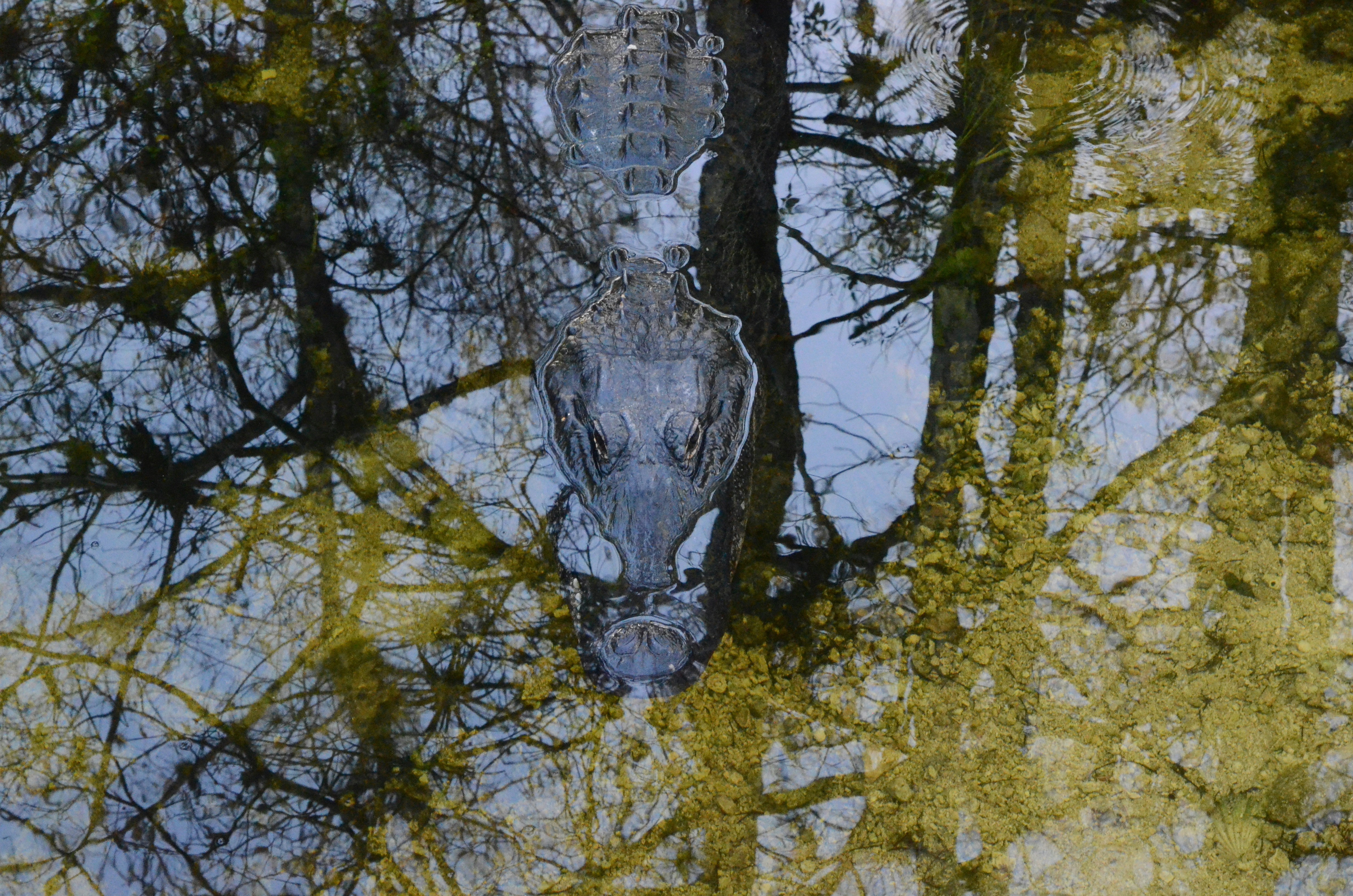 a large alligator swimming in a pond next to trees, 
