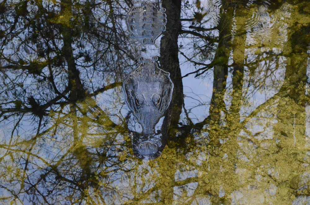 a large alligator swimming in a pond next to trees