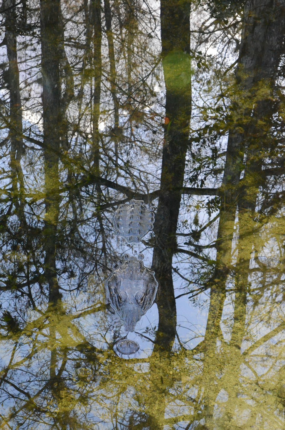 the reflection of trees in the water of a pond