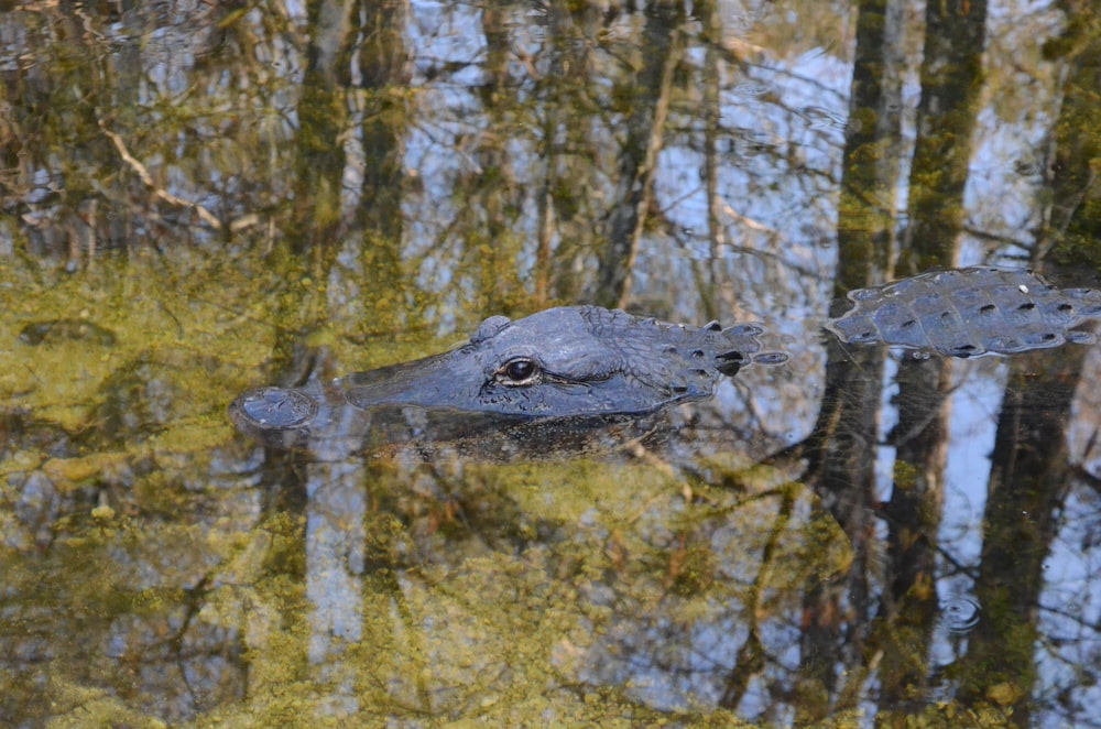 a large alligator is swimming in the water