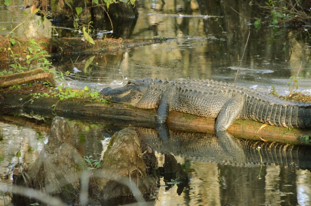 a large alligator resting on a log in the water