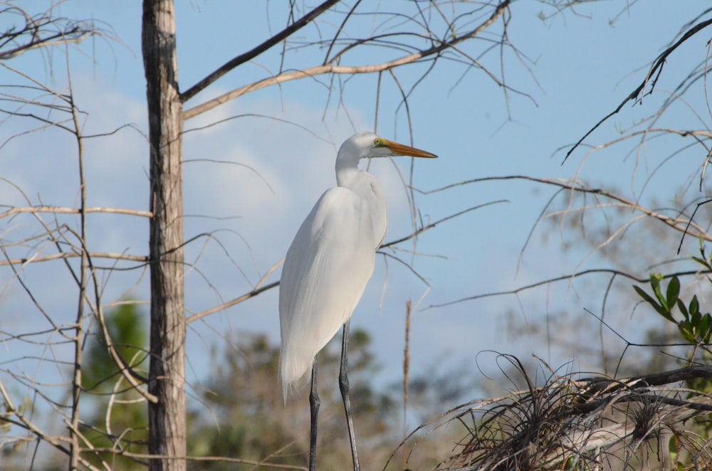 a white bird standing on top of a tree branch