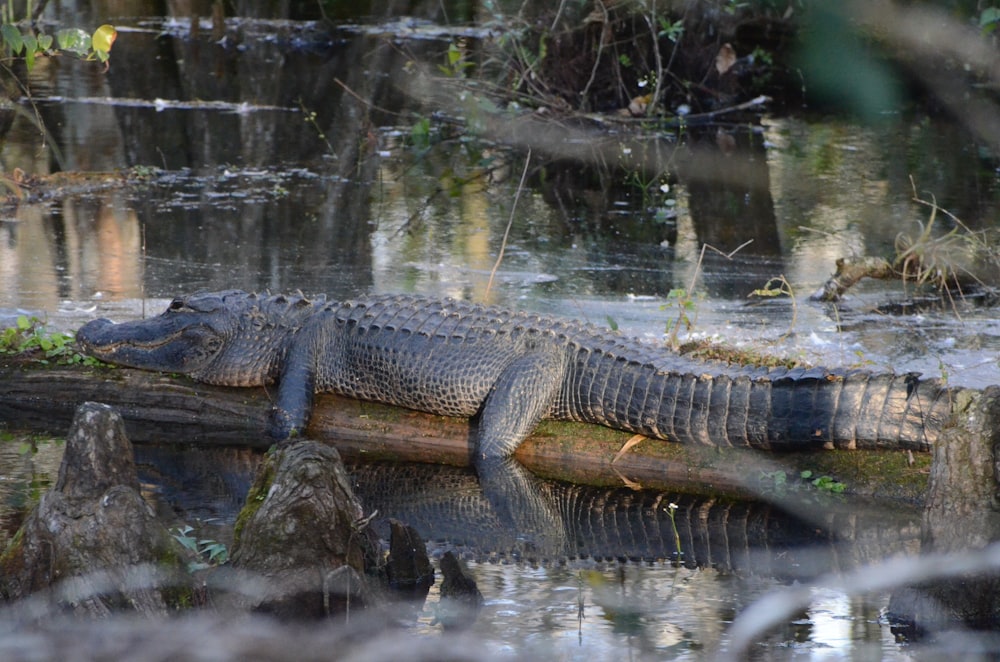 a large alligator resting on a log in a swamp