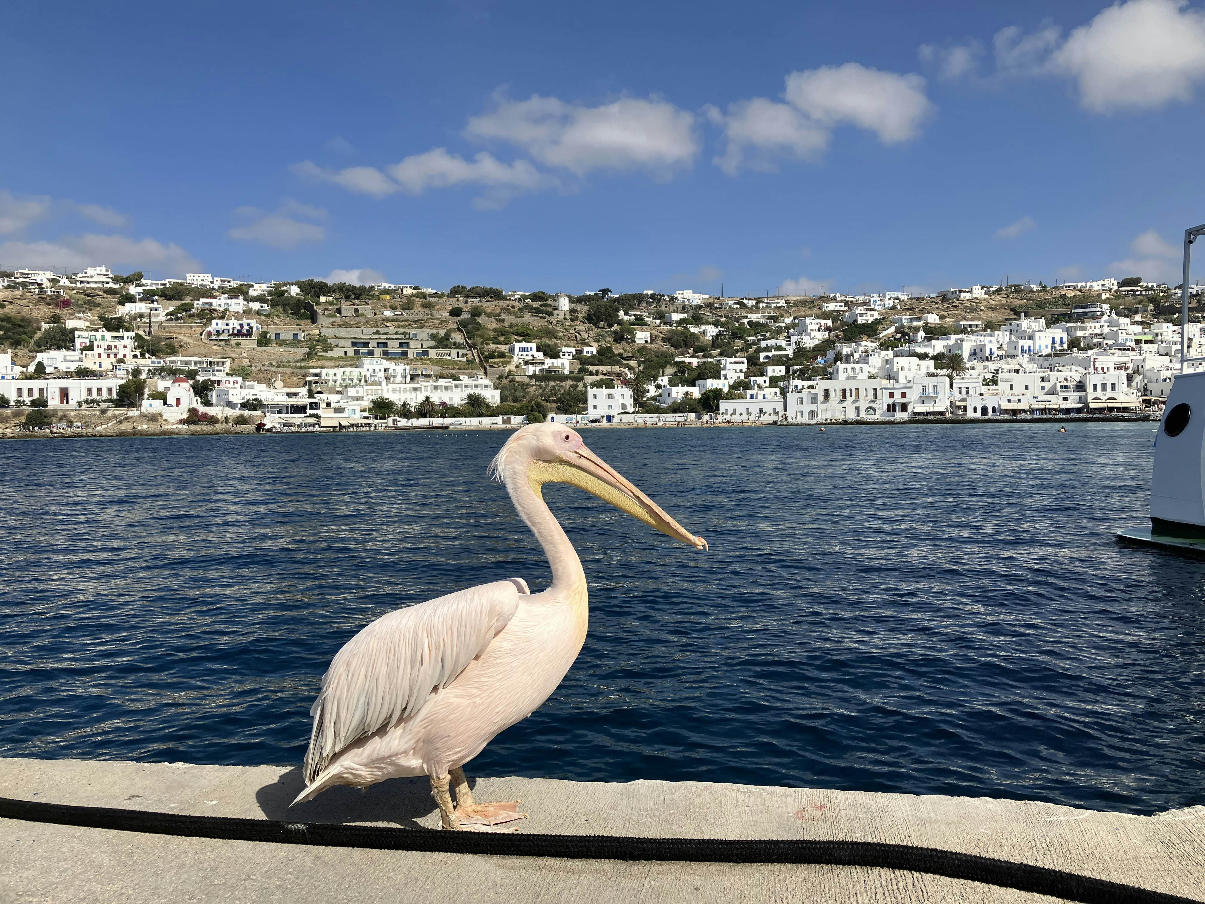 a pelican sitting on a ledge near the water
