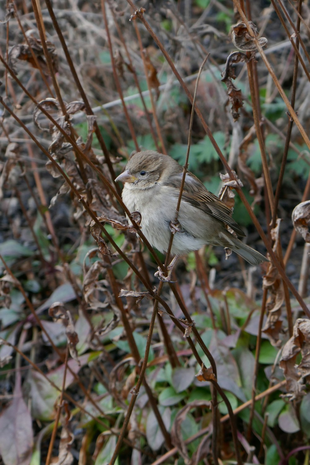 a small bird sitting on top of a plant