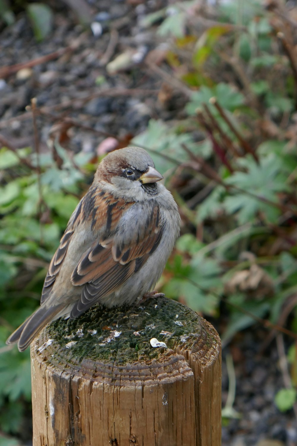 a small bird sitting on top of a wooden post