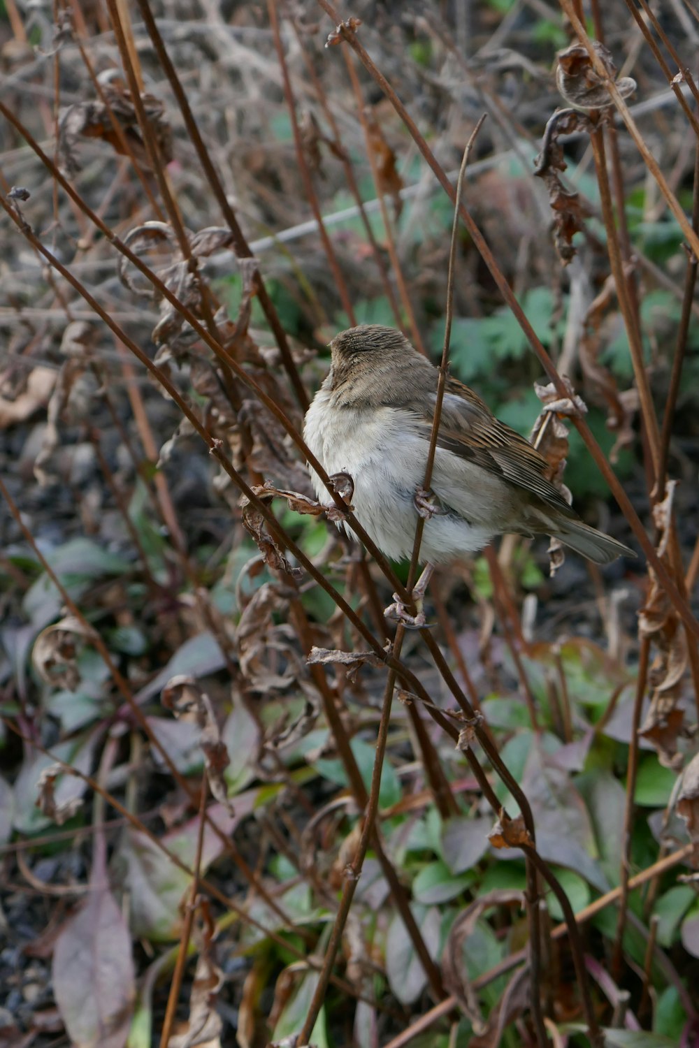 a small bird sitting on top of a plant