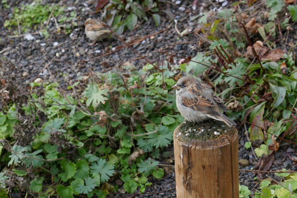 a small bird sitting on top of a wooden post