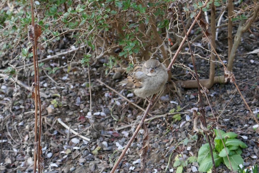 a bird sitting on the ground next to a bush