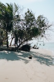 a tree on a beach with a body of water in the background