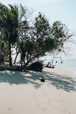 a tree on a beach with a body of water in the background