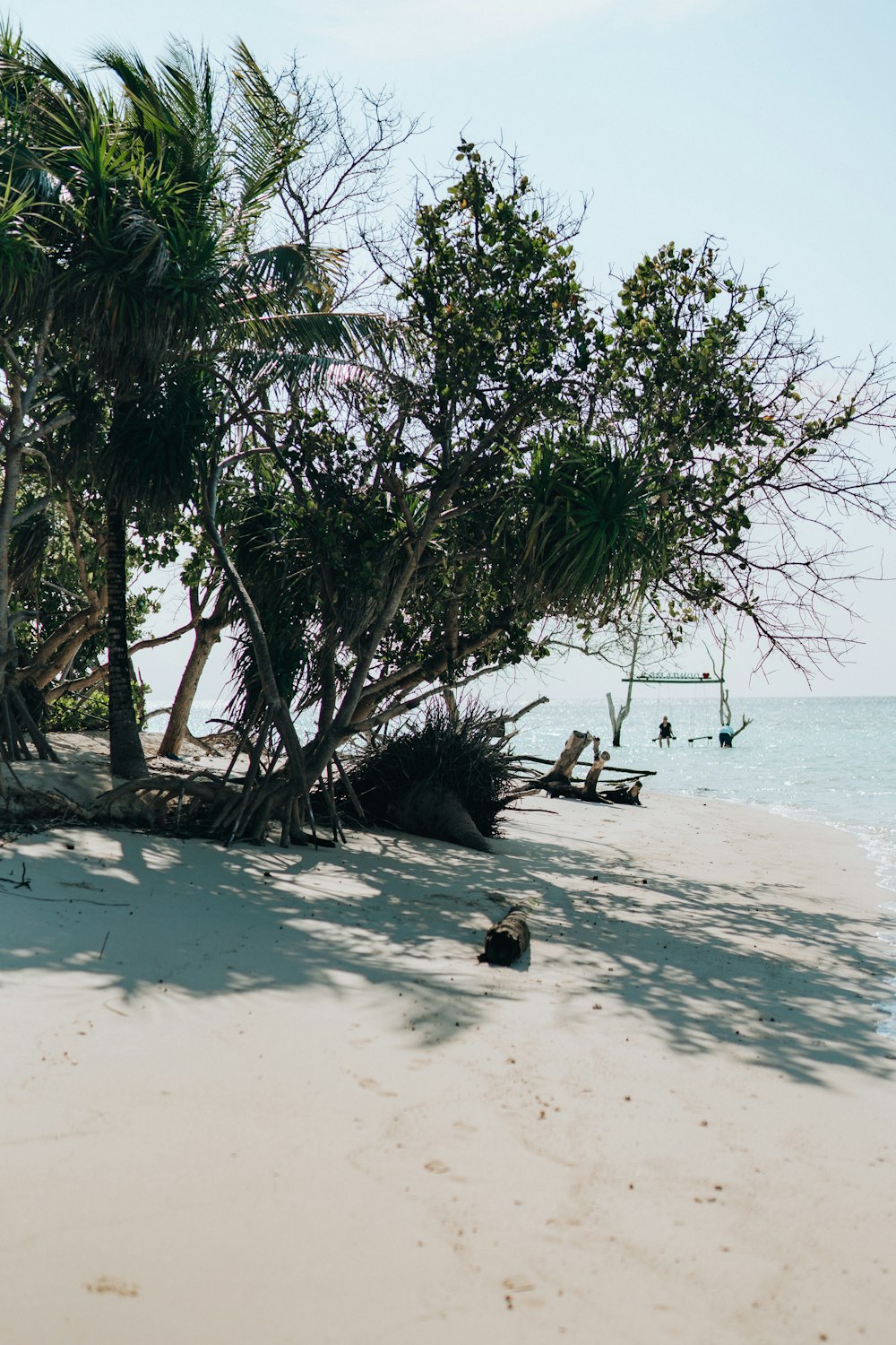 a tree on a beach with a body of water in the background