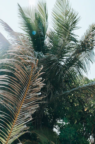 Rustic palm leaves drying in the warm breeze, textured and sun-kissed.